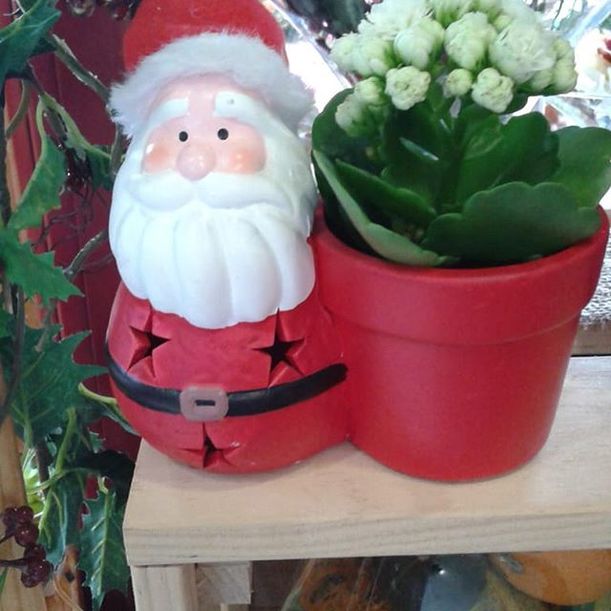 Floristería Hedu planta en accesorio navideño 